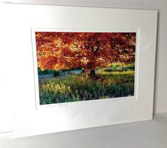 Fine Art Photograph Autumn Radiance backlit Maple Tree Signed & Matted