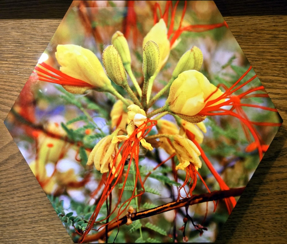 BIRD OF PARADISE wall hanging, Photo-printed-on-metal hexagon, 11″ x 9.5″ x ¾»