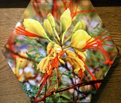 BIRD OF PARADISE wall hanging, Photo-printed-on-metal hexagon, 11″ x 9.5″ x ¾»