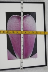 ARTIST PHOTOGRAPHER SIGNED AMALIA ELENA VERALLI PHOTO BOTANICAL TULIP PETAL 2002