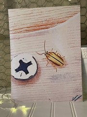 Cucumber Beetle- landscape photography 8.5×11