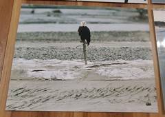 American Bald Eagle Print Pictures Lot of 4 Sitting in Branch Soaring Water 8×10