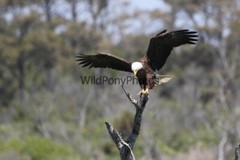 Eagle Photo 1, Pick One Image – Various Sizes