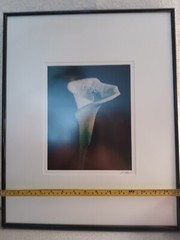 BLACKWATER PHOTOGRAPHY SINDED P. RIMSER PHOTO OF LILIE GLASS FRAMED16 BY 20 INCH