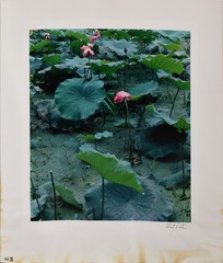 ELIOT PORTER-IL Photographer-Hand Signed Dry Transfer Print-Lotus Blossoms-China