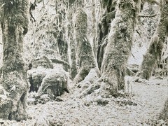 Ray Atkeson Original Photo Large Frames Signed Old Forest Landscape Oregon