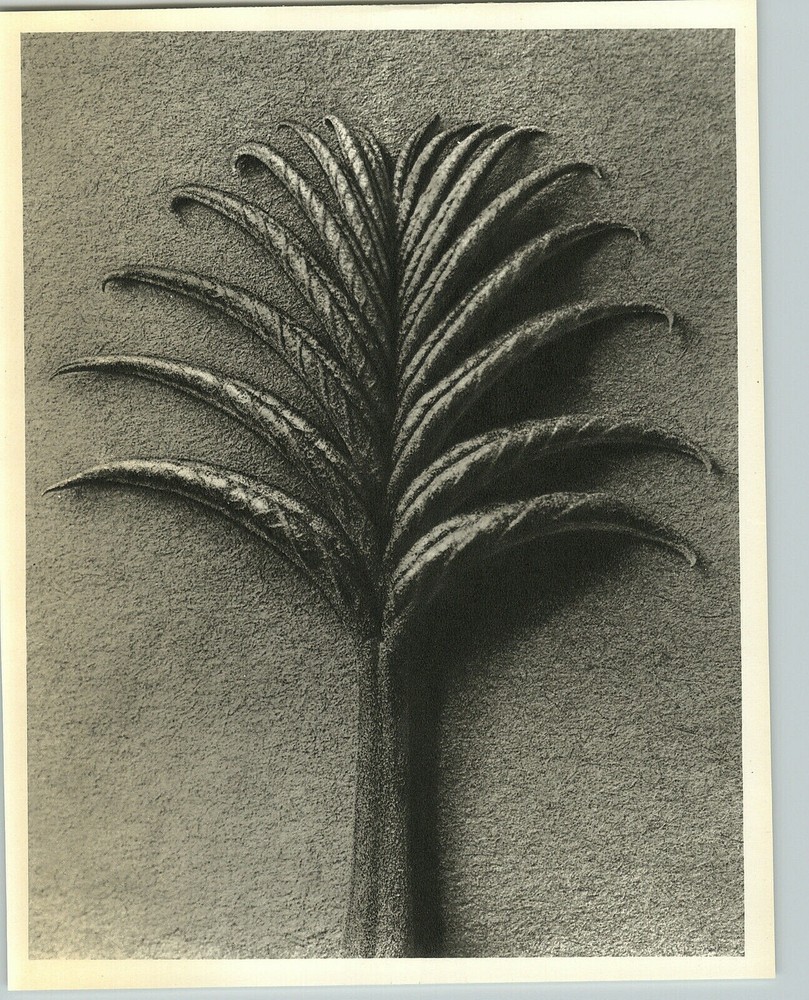1942 Original BOTANICAL Caucasian Walnut PLANT Flower Photo Art KARL BLOSSFELDT