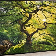 Peter Lik Small Tree Photo Print 24×16 Signed Unframed