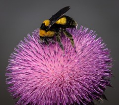 8×10 Bumblebee on Purple Thistle Flower – Glossy Photo Colorful Insects
