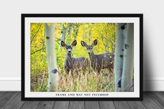 Wildlife Photography Print – Two Mule Deer Between Aspen Trees in Colorado