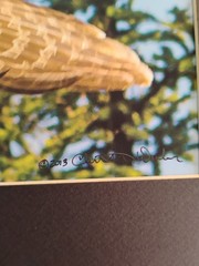 Christian Dalbec Take Flight Signed Owl Wildlife Photograph 2013 Color
