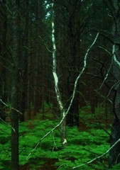 Beautiful Nature Photographs, Archival Quality Prints, Matted and Signed