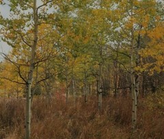 10×8 » Lustre Print Original Photo Photography Art Autumn Fall Trees Nature