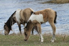 Chincoteague Pony Photo -Stallion Tidewater Twist- Pick One Image -Various Sizes