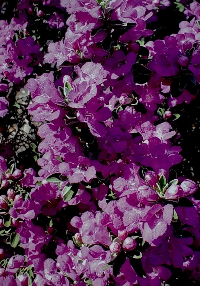 8 » x 10″ Purple Sage Blooms AZ Print Bluebonster-Art, Hand Signed/ Numbered