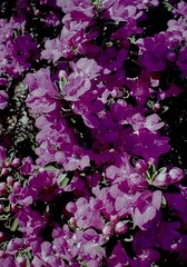 8 » x 10″ Purple Sage Blooms AZ Print Bluebonster-Art, Hand Signed/ Numbered
