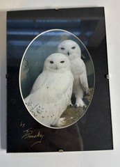 Vintage Artist Signed Snow Owl Portrait Framed 5×7”