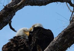 Color photographic print of Two American bald eagles (8×10)