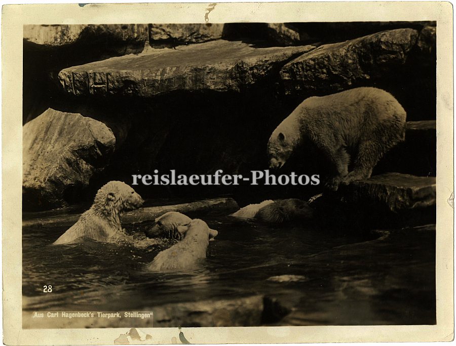 Gr. Orig. Photo Hagenbeck Eisbären, Stellingen, um 1930