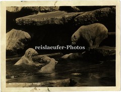 Gr. Orig. Photo Hagenbeck Eisbären, Stellingen, um 1930