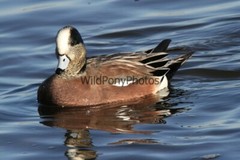 American Widgeon Photo, Pick One Image – Various Sizes
