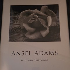 Ansel Adams Rose & Driftwood Framed Black & White Landscape Photograph Art