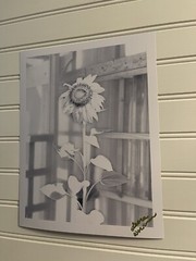 Sunflower #7 – landscape photograph 8.5×11