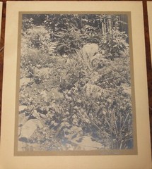 6 Vintage Signed Matted Sepia Photographs ~ Montclair NJ Botanical Gardens L2