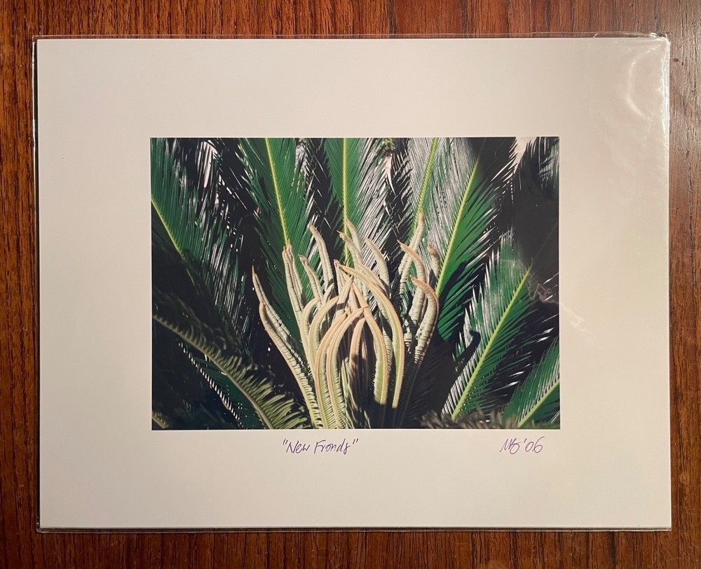 Original photographic print «New Fronds» by Michael Blumenstock