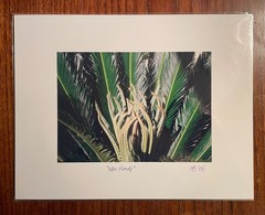 Original photographic print «New Fronds» by Michael Blumenstock