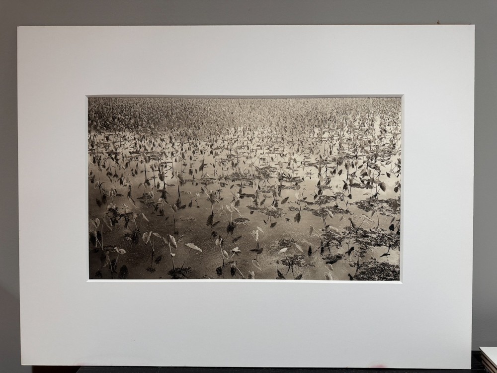 Dick Arentz, Taro, Hanalei, Hawaii, 1987, Palladium / Platinum Print