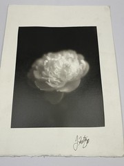 Jim Fitzgerald Untitled Photo Flower Signed Photograph Carbon Transfer