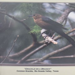PHOTOGRAPHY Art Prints Lot 4 Vintage BIrds Birding Nature Photos – HW025