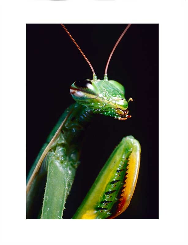 Original Photograph 8.5″x11″ Portrait of Praying mantis