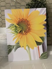 Sunflower of the Day #1- landscape photograph 8.5×11