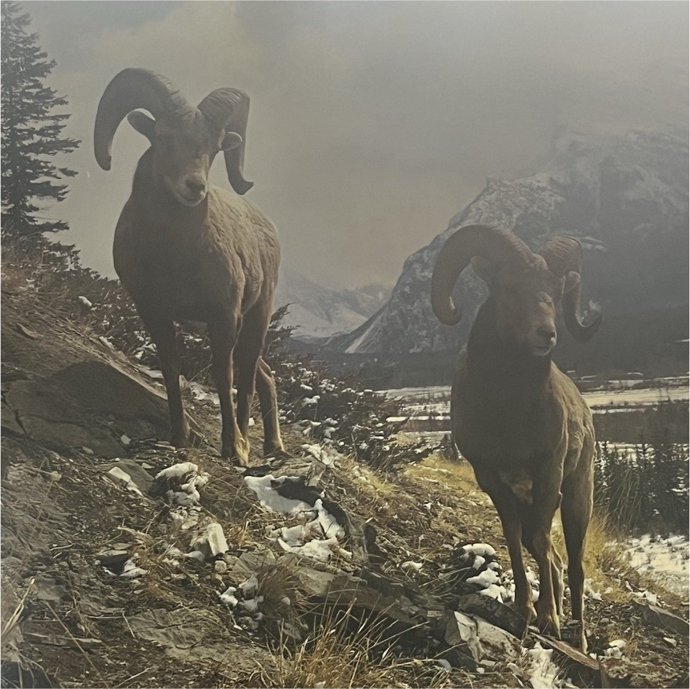 Stephen J. Krasemann Big Horn Splendor 1981 Color Matted Unframed Print