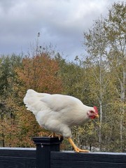 Chicken Hen “Summer” Bird Color Portrait Photograph Animals Nature Original