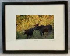 Moose Call Photo Signed Framed & Numbered 30/500 Willie Holdman FoundArtShop