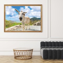 St John White Donkeys Photography Wall Art Decor, US Virgin Islands, USVI Donkey
