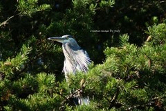 ZZTop Blue Heron