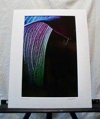 Original Photography Art Print «Calla»