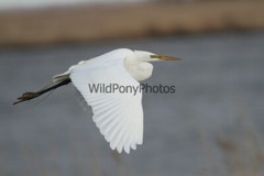 Great Egret Photo, Pick One Image – Various Sizes