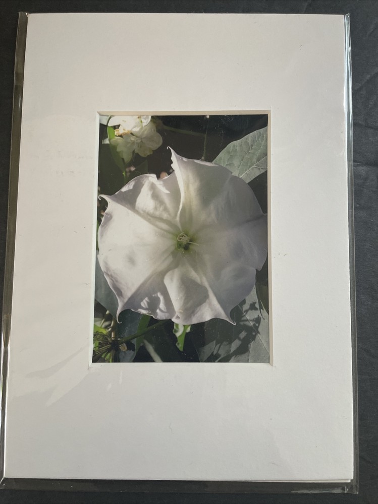 Flowers Photography by: “Muggs” Margolis Framable Art 5 X 7 New