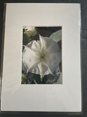 Flowers Photography by: “Muggs” Margolis Framable Art 5 X 7 New