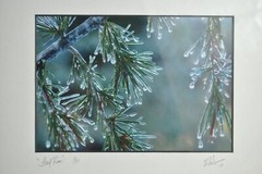 Icy Pines 1 of 50 Framed and Matted Under Glass Signed Photograph