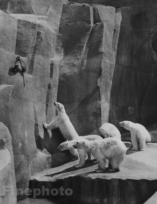 1930s Vintage Zoo Polar Bears And MonKey By ANDRE DURAND Animals Photo Art 16X20