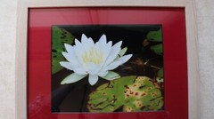 Framed 12.5 x 15.5 (wood) and matted (red) photo 8×10 of white water lilly