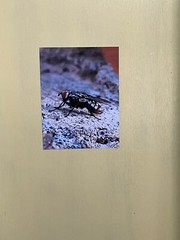 Insect wall Art photograph- Sarcophagidae; The Side Glance 8.5×11