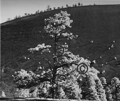 Book Plate Ansel Adams B/W 7-1/2 X 8-3/4″ Pumice slope and pine trees, AZ 1947