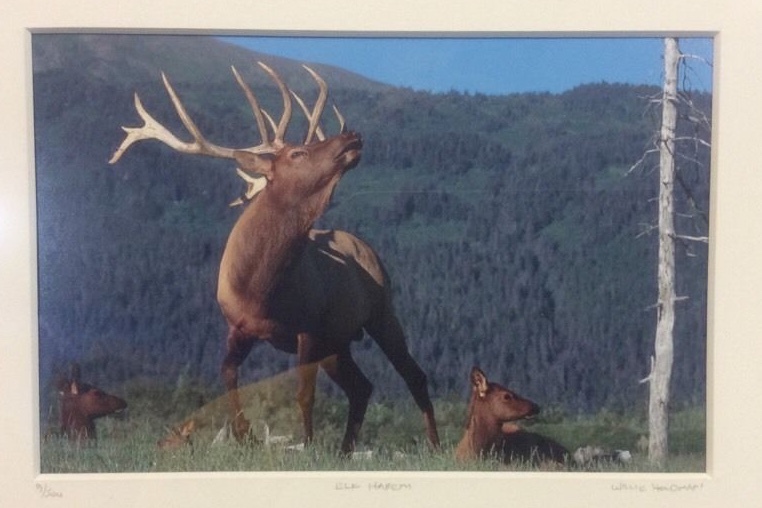 Elk Harem Framed Number 9/500 Photo Print Signed Willie Holdman FoundArtShop